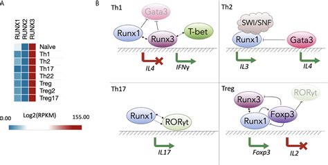 runx bet agent list|Runx Transcription Factors in T Cells—What Is Beyond Thymic Develop.